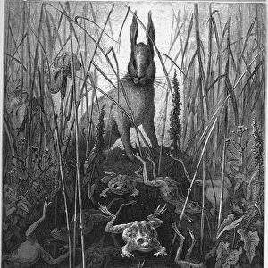 the hare and the frog - The Hares and the Frogs - from Fables