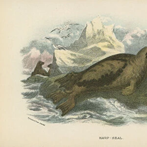 Harp-Seal