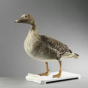 Geese Collection: Taiga Bean Goose