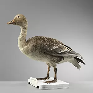 Geese Collection: Taiga Bean Goose