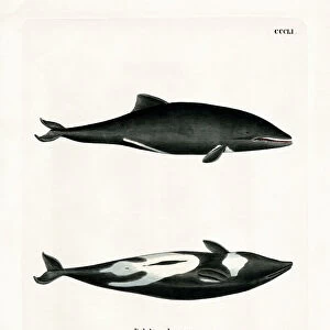 Delphinidae Collection: Heavisides Dolphin