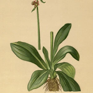 Hawkweed Saxifrage (Saxifraga hieraciifolia) (colour litho)
