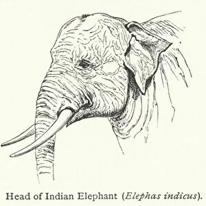 Head of Indian Elephant (Elephas indicus) (engraving)