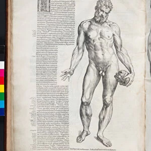 Hercules, illustration from, De Humani Corporis Fabrica Librorum Epitome, Basel