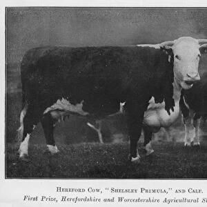 Hereford Cow, Shelsley Primula, and Calf, First Prize, Herefordshire and Worcestershire Agricultural Show, 1912 (b / w photo)
