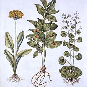 Hippoglossum, Cowslip and Sanicle / Snakeroot, from Hortus Eystettensis