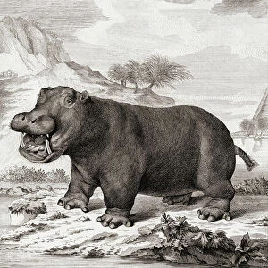 A hippopotamus (Hippopotamus amphibius), 1775 (engraving)