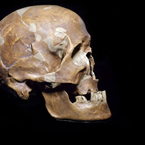Homo sapiens Cro-Magnon skull from Chancelade. Magdalenian culture. Upper Paleolithic
