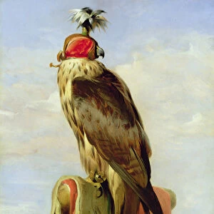 Hooded Falcon (oil on canvas)