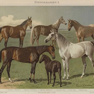 Horse breeds (colour litho)