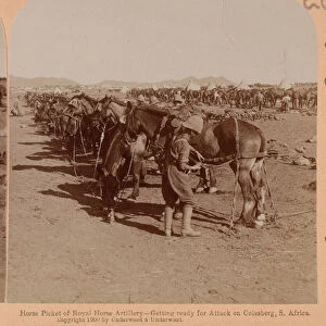 Horse Picket of Royal Horse Artillery - Getting ready for Attack on Colesberg, 1899 circa (b / w photo)