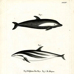 Delphinidae Collection: Hourglass Dolphin