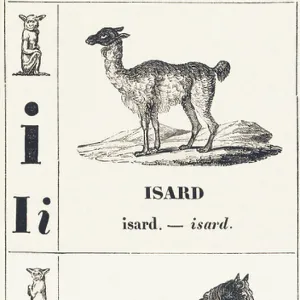 I J: Isard -- Jument, 1850 (engraving)