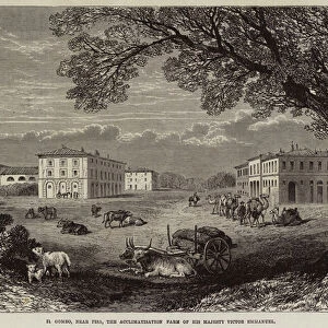 Il Gombo, near Pisa, the Acclimatisation Farm of His Majesty Victor Emmanuel (engraving)