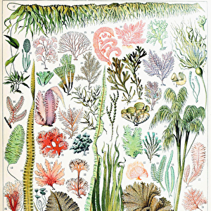 Illustration of Algae and Seaweed c. 1923 (litho)