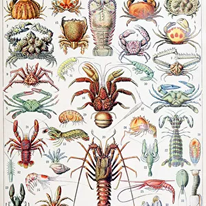 Illustration of Crustaceans c. 1923 (litho)