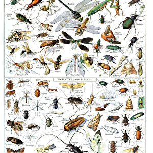 Illustration of useful Insects and insect pests c. 1923 (litho)