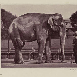 Indian Elephant (b / w photo)