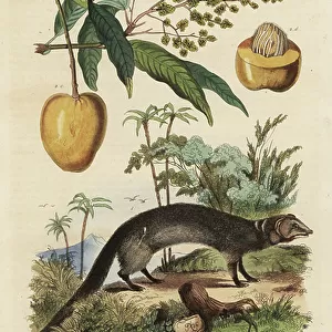 Indian grey mongoose, Herpestes edwardsi 1 and mango, Mangifera indica 2
