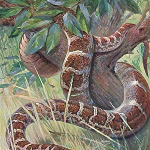 Indian Python, from Wildlife of the World published by Frederick Warne & Co, c