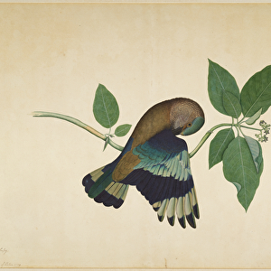 Indian Roller on Sandalwood Branch, folio from a Series Commissioned by Lady Impey