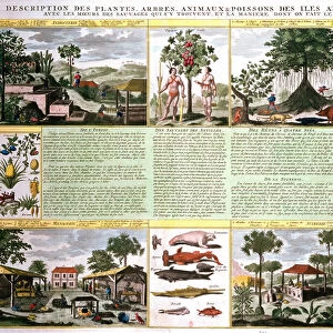 Inhabitants, plants, trees, animals and sugar production in the West Indies - in "