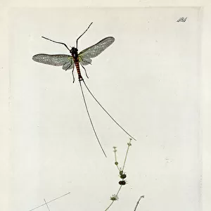 Cricetidae Collection: Dispar