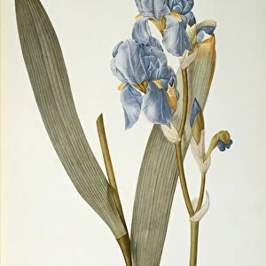 Iris Pallida, from Les Liliacees, 1812 (coloured engraving)
