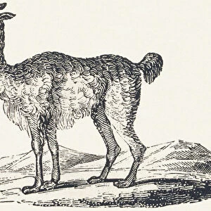 Isard, 1850 (engraving)