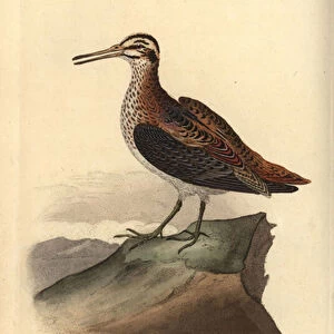 Jack snipe, Lymnocrypts minimus. Handcoloured copperplate drawn and engraved by Edward Donovan from his own "Natural History of British Birds, "London, 1794-1819