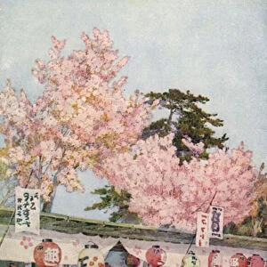 Japanese feast of cherry blossom (colour litho)
