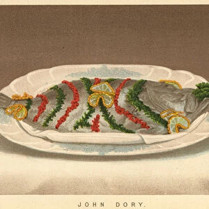 John Dory (colour litho)