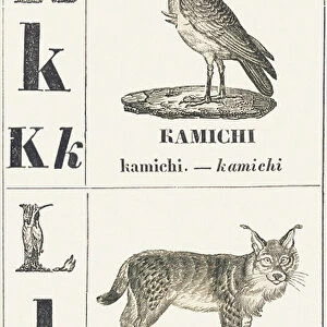 K L: Kamichi -- Lynx, 1850 (engraving)