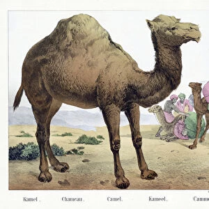Kamel. / Chameau. / Camel. / Kameel. / Cammello, pub. Mid 19th Century