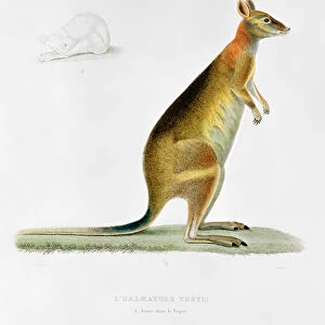 Kangaroo, engraved by Coutant (coloured engraving)