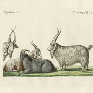 The kashmir goats introduced in France (coloured engraving)