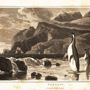 King penguins on a beach, Southern Hemisphere. 1807 (aquatint)