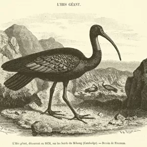 Ibises Collection: Giant Ibis