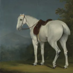 A Ladys Grey Hunter, c. 1806 (oil on canvas)