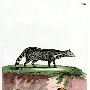 Viverridae Collection: Large Indian Civet