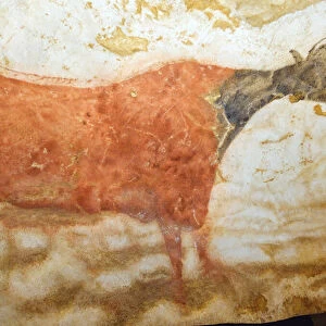 Large red cow with black head (length 2, 80m). Montignac. Lascaux cave