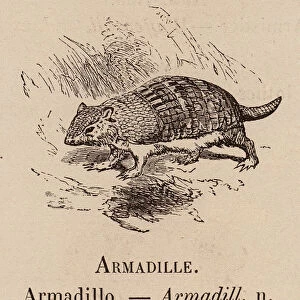 Le Vocabulaire Illustre: Armadille; Armadillo; Armadill (engraving)