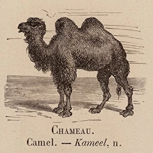 Le Vocabulaire Illustre: Chameau; Camel; Kameel (engraving)