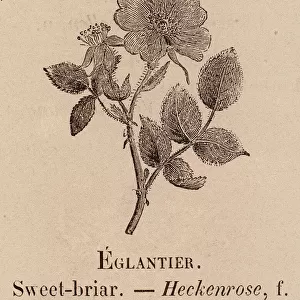 Le Vocabulaire Illustre: Eglantier; Sweet-briar; Heckenrose (engraving)