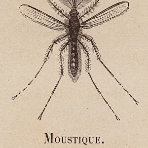 Le Vocabulaire Illustre: Moustique; Mosquito; Muskito (engraving)