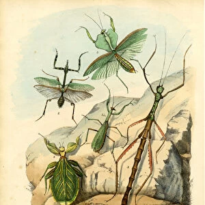 Leaf Insect, 1863-79 (colour litho)