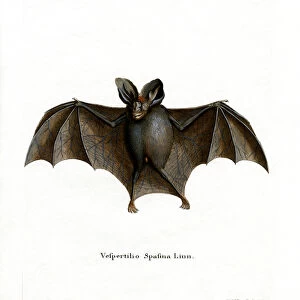 Lesser False Vampire Bat (coloured engraving)