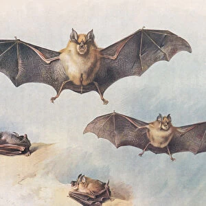 Lesser Horseshoe Bat and Greater Horseshoe Bat, from Thorburn