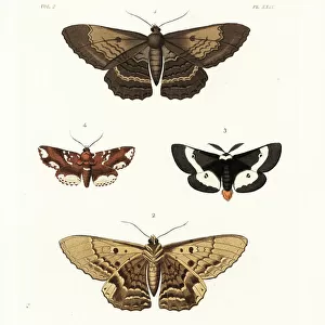 Butterfly Art Prints: Buck Moth