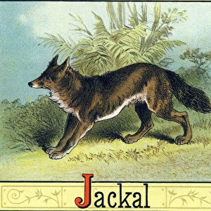 Letter J: Jackal - "Picture Alphabet of Horses and Dogs"1887 (lithograph)